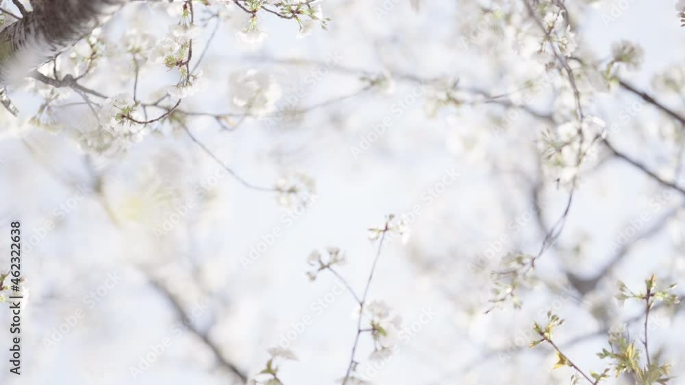 Cherry blossoms in full bloom on a sunny day in spring (17) Cherry blossoms in full bloom on a sunny day in spring (17)