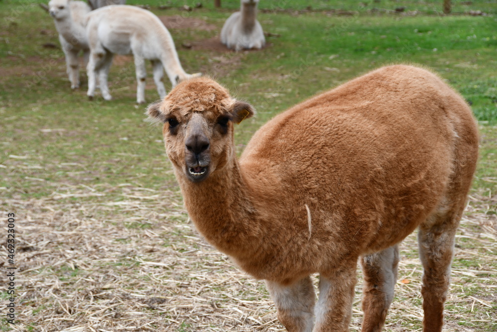 Obraz premium alpacas on a farm close up
