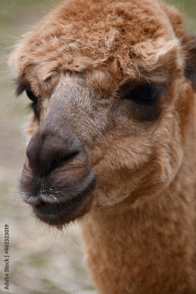 close up of cute alpaca head