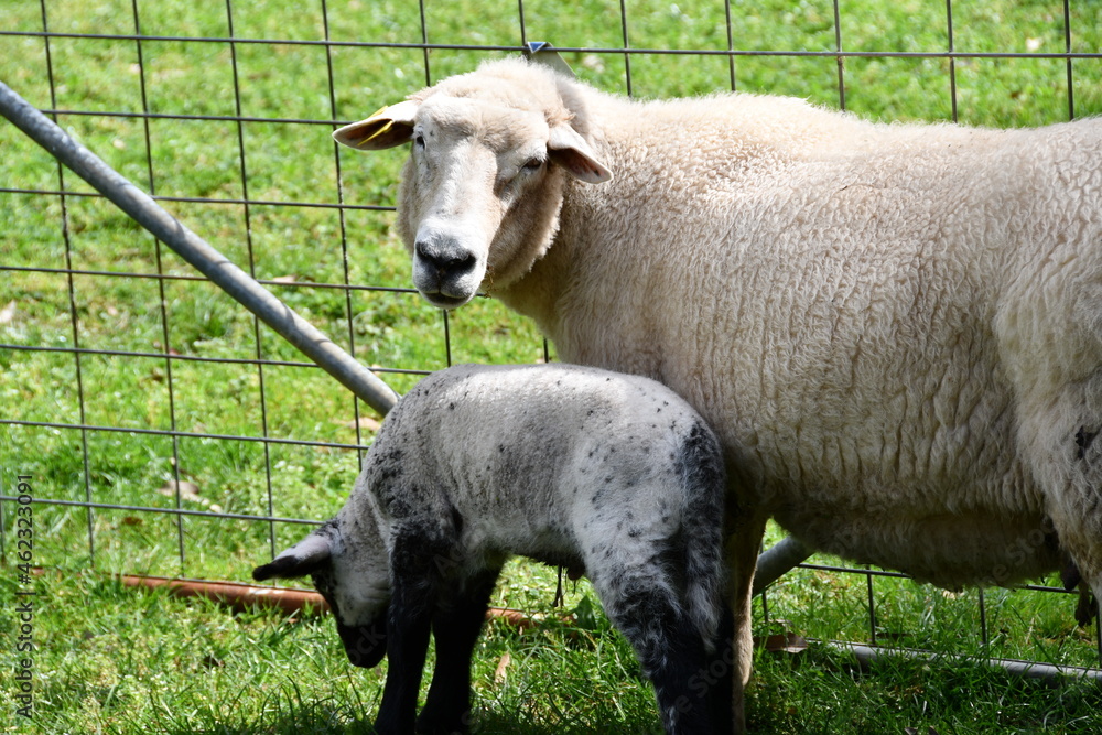 Fototapeta premium sheep and lamb in a green field on a farm