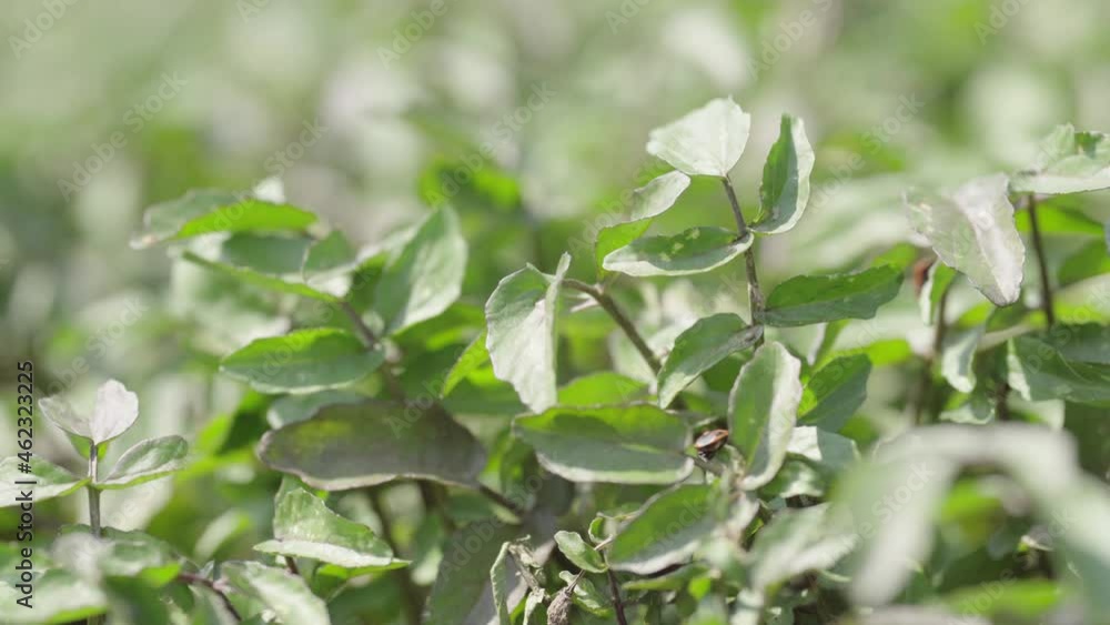 Close-up of leaves of crops with pests Close-up of leaves of crops with pests