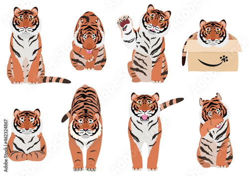 tigers in various poses