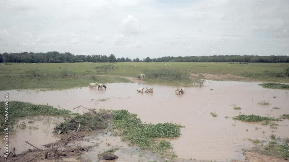 Farmers washing group of white cows in a flooded field Farmers washing group of white cows in a flooded field