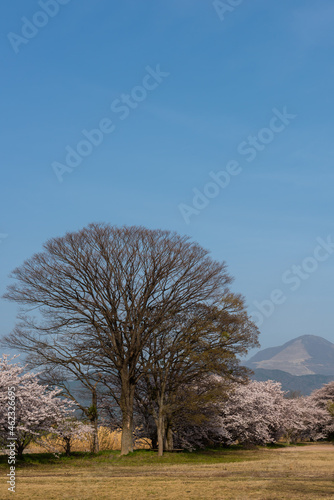 Photography Tall leafless tree between sakura pink flowers in a park, Ibuki mountain in the background