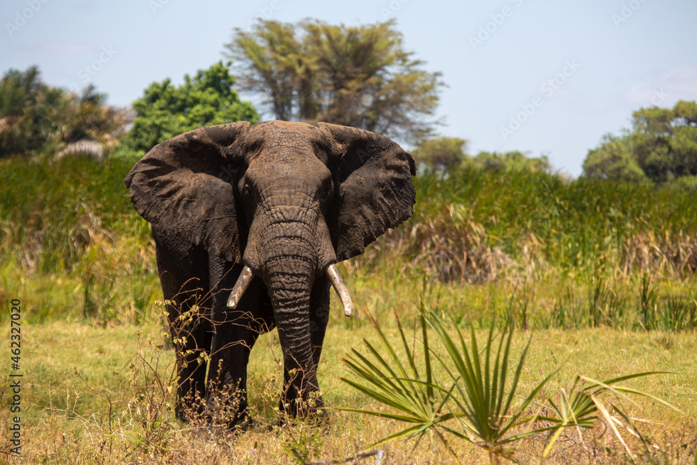 Elephant in the savannah in Africa - obrazy, fototapety, plakaty 