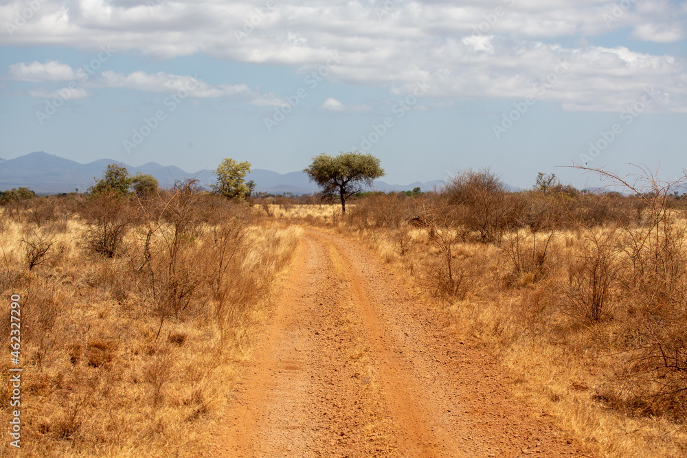 Droga przez sawannę w Afryce - obrazy, fototapety, plakaty 