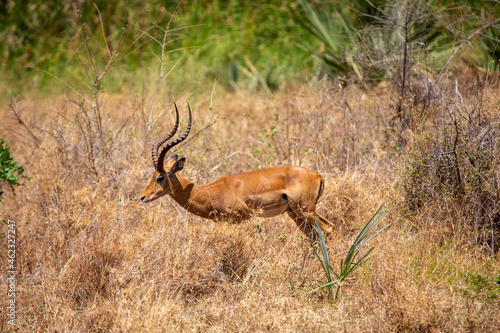 Antelope impala in the savannah