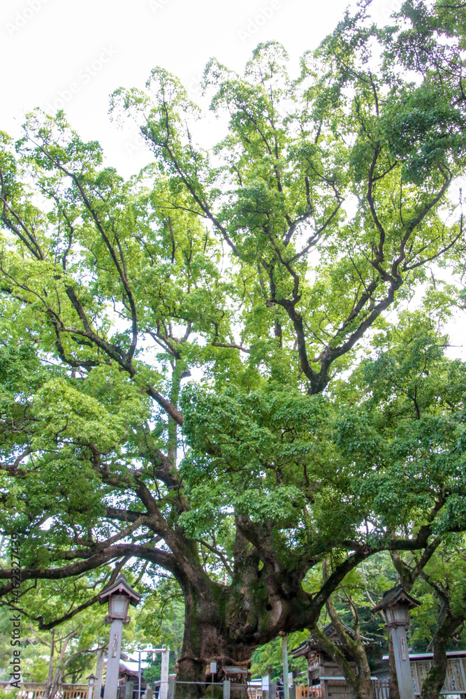 Fototapeta premium 大麻比古神社