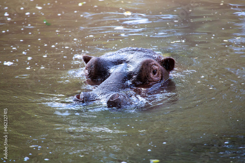 Hipopotam zanurzony w wodzie z głową na powierzchni