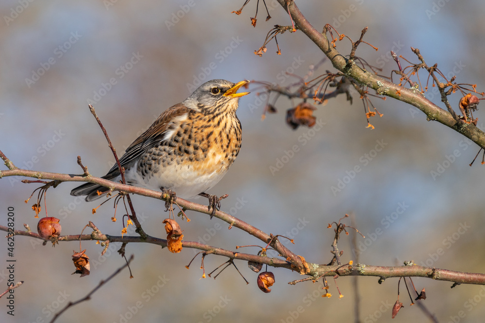 Fieldfare (Turdus pilaris) eats red berries on a cold winter day Fieldfare (Turdus pilaris) eats red berries on a cold winter day
