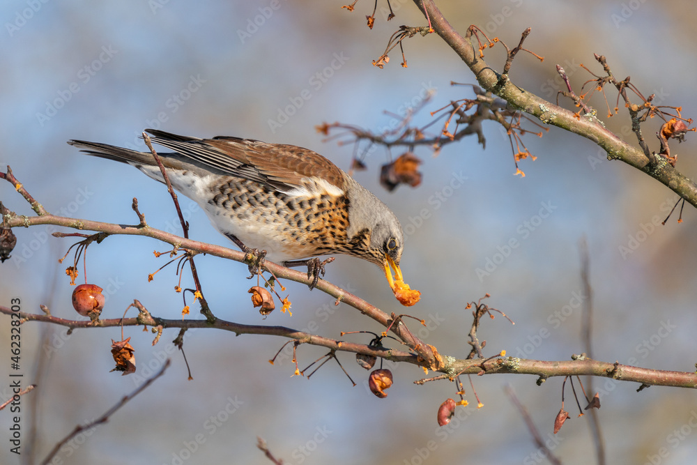 Fieldfare (Turdus pilaris) eats red berries on a cold winter day Fieldfare (Turdus pilaris) eats red berries on a cold winter day