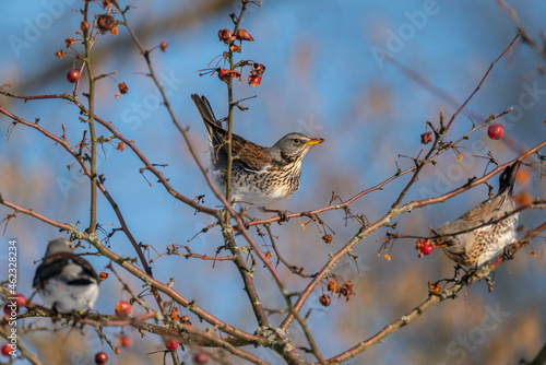 Fieldfare (Turdus pilaris) eats red berries on a cold winter day