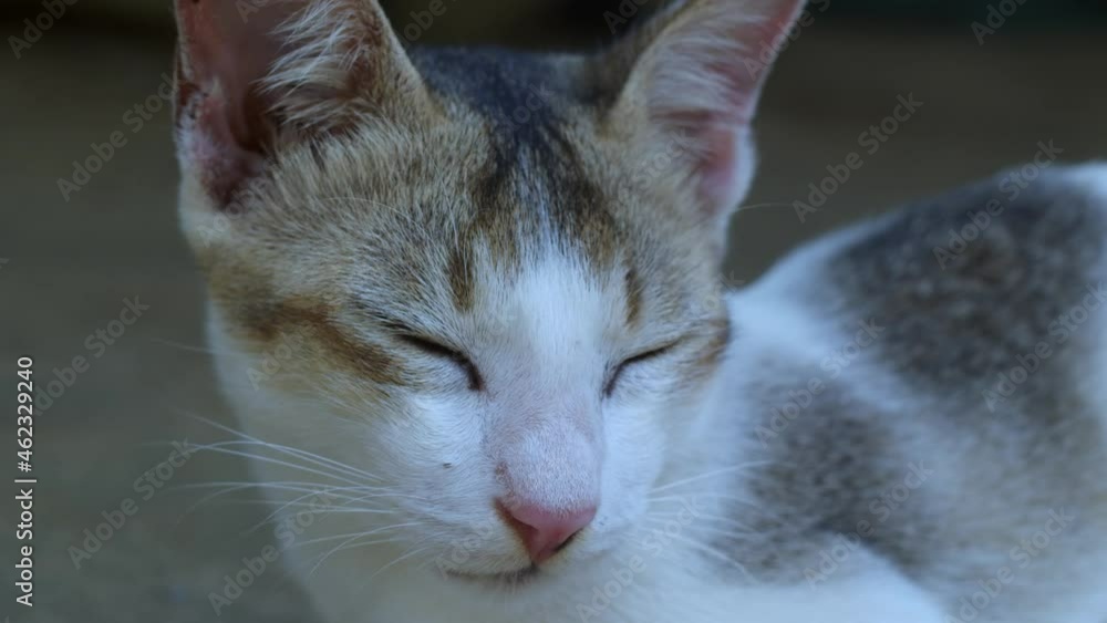 Female Cat Close Up Shoot. Sleepy Cat. Female Cat Close Up Shoot. Sleepy Cat.