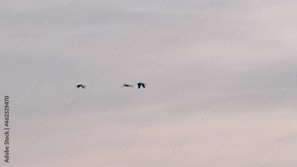 Cranes flying the early morning birds of passage Cranes flying the early morning birds of passage