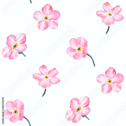 Fototapeta Naklejka Na Ścianę i Meble -  Pink forget-me-not. Pattern. Watercolor botanical illustration included in the collection of wildflowers. Isolated image on a white background. For your design.