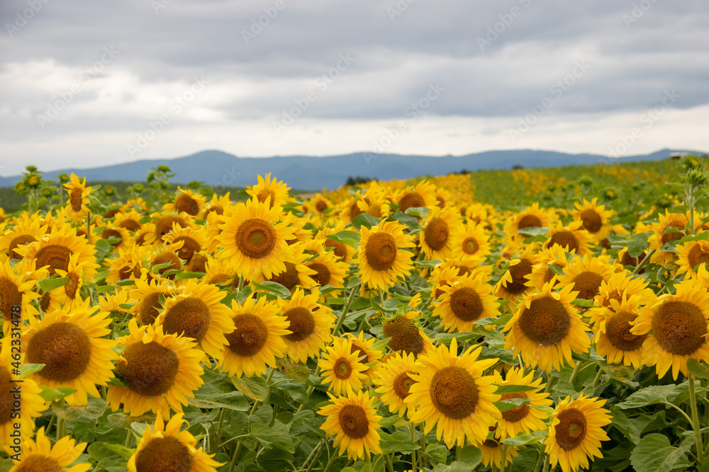 Obraz premium 満開のヒマワリ 