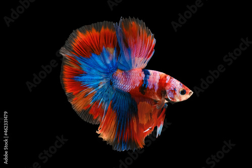 Muti-color siamese betta fish or betta splendens fighting fish on black background.