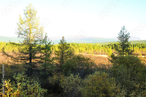 A look through the pine trees to the autumn tundra with rare conifers at the foot of the mountain range.