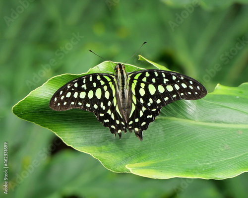 Tailed Jay Butterfly resting on a leaf