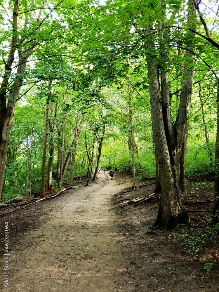 Fototapeta premium Walking Path in the woods. 