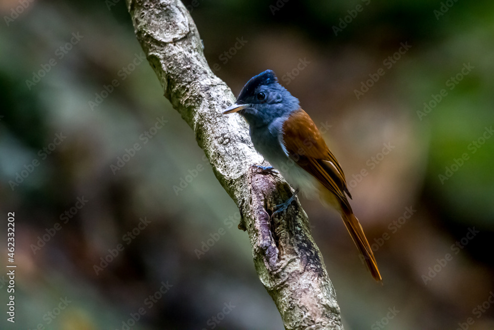 Asian Paradise-flycatcher bird in the tree.
