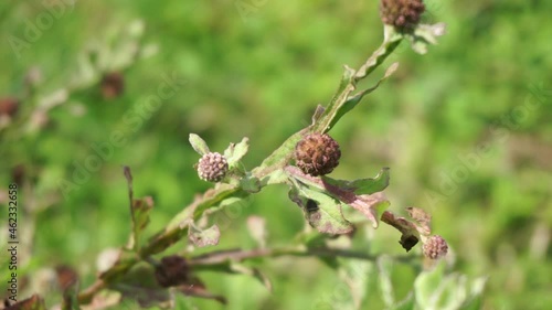 Chrysanthemum balsamita with a natural background. Traditional medicine to ease pain and cramps photo