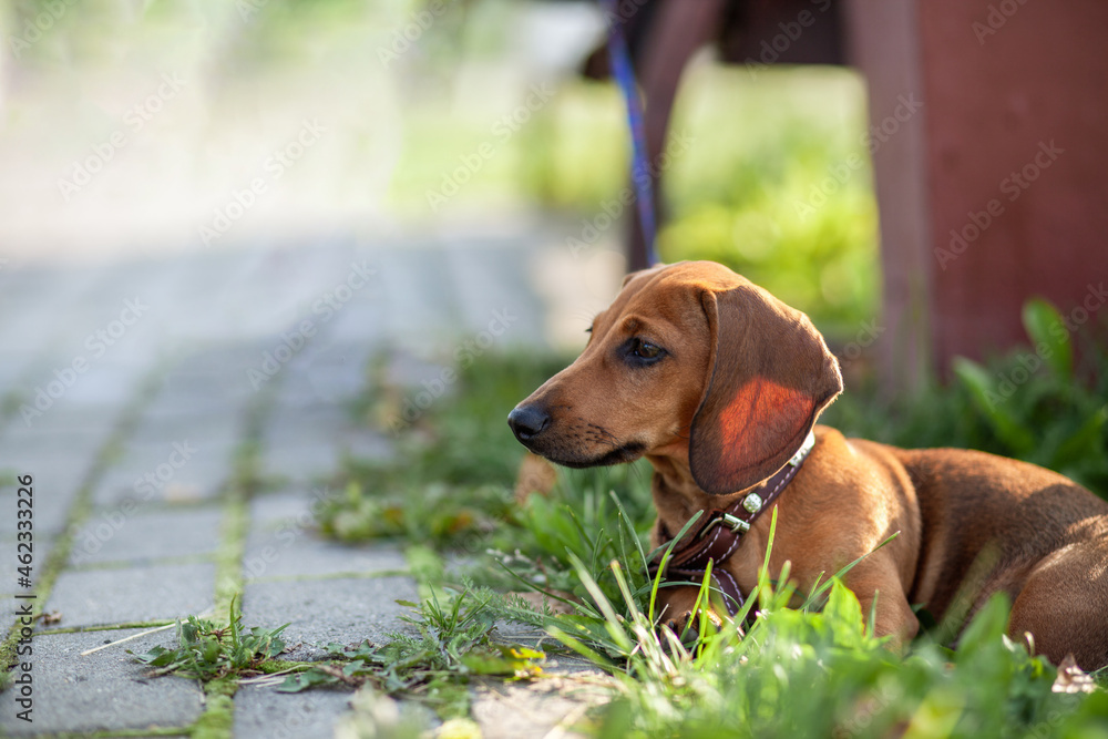 Beautiful brown dachshund dog in the park. The dog is resting. Walking with a dog in a city park.