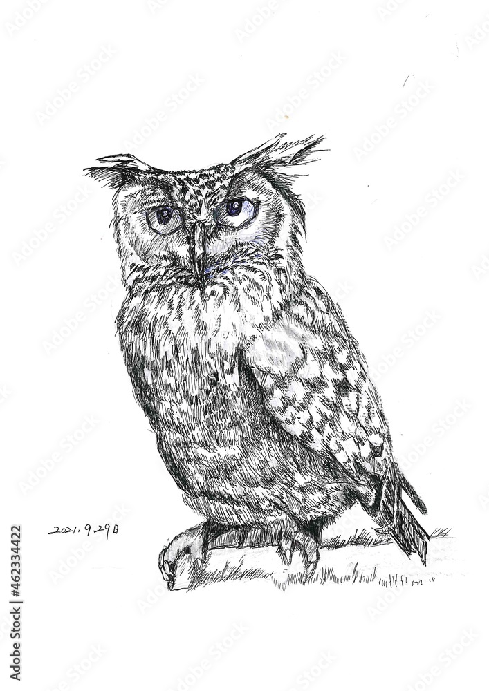 Fototapeta premium Hand draw Owl 