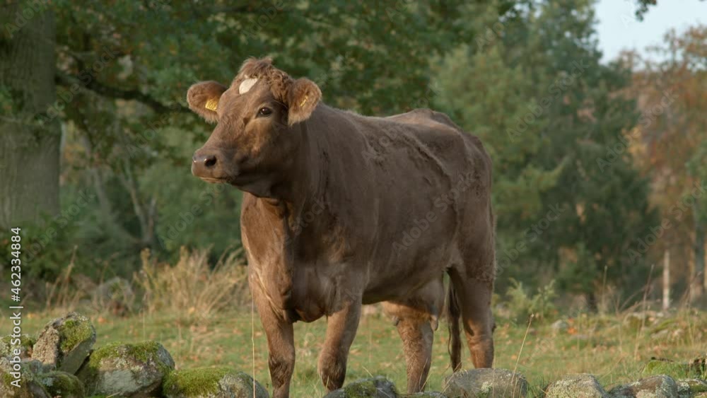 Healthy young dairy cow looking around Healthy young dairy cow looking around