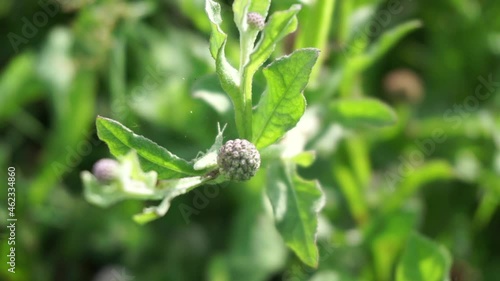 Chrysanthemum balsamita with a natural background. Traditional medicine to ease pain and cramps photo