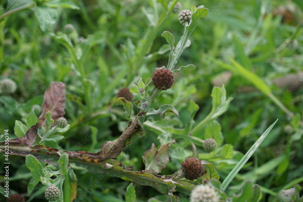 Chrysanthemum balsamita with a natural background. Traditional medicine to ease pain and cramps