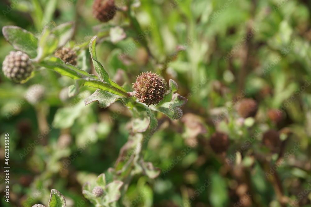 Chrysanthemum balsamita with a natural background. Traditional medicine to ease pain and cramps Chrysanthemum balsamita with a natural background. Traditional medicine to ease pain and cramps