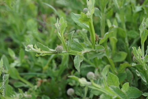 Chrysanthemum balsamita with a natural background. Traditional medicine to ease pain and cramps