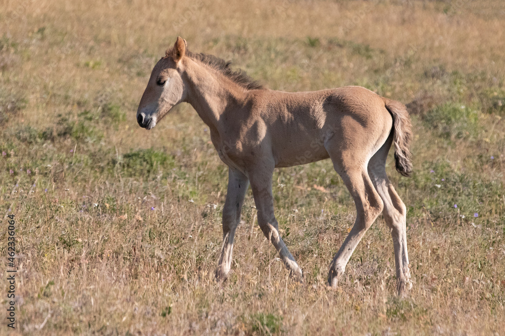 Mustang Wild Horse Baby Foal in the Pryor Mountains Wild Horse Range on the border of Wyoming and Montana United States Mustang Wild Horse Baby Foal in the Pryor Mountains Wild Horse Range on the border of Wyoming and Montana United States