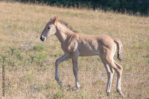 Dun colored Wild Horse Baby Foal in the Pryor Mountains Wild Horse Range on the border of Wyoming and Montana United States