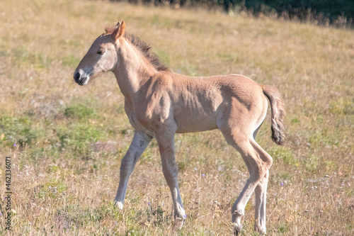 Buff colored wild horse baby foal in the western United States