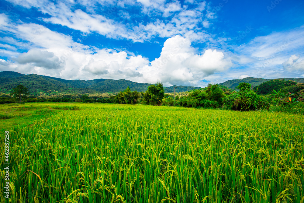 The close background of the green rice fields, the seedlings that are growing, are seen in rural areas as the main occupation of rice farmers who grow rice for sale or living.