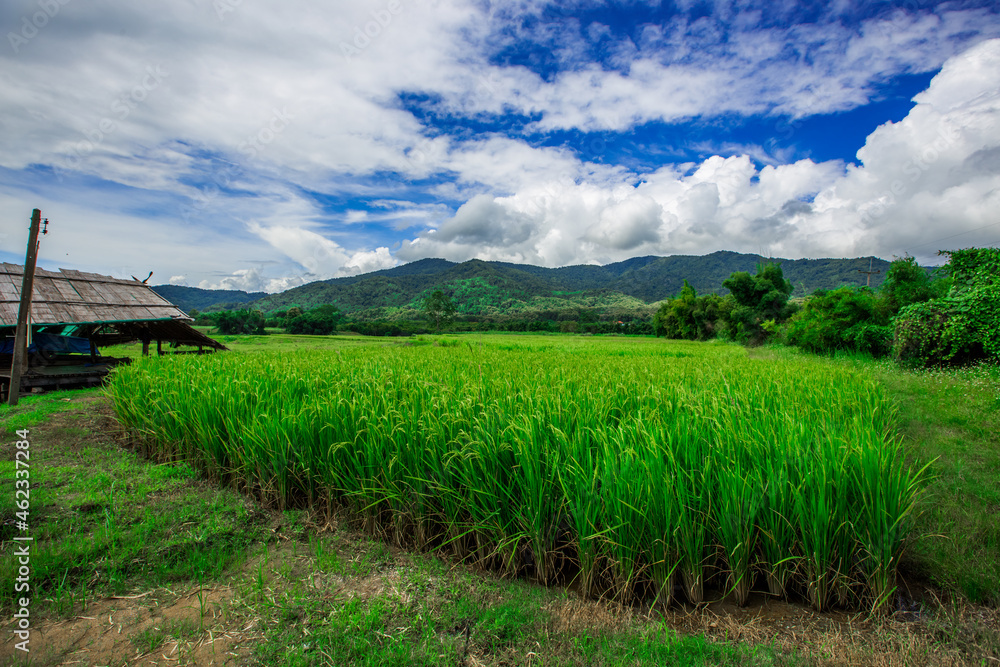 The close background of the green rice fields, the seedlings that are growing, are seen in rural areas as the main occupation of rice farmers who grow rice for sale or living. The close background of the green rice fields, the seedlings that are growing, are seen in rural areas as the main occupation of rice farmers who grow rice for sale or living.