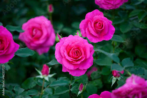 バラ 花名「うらら」 系統「フロリバンダ」 作出「日本 京成バラ園」 花色「ピンク」