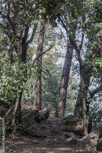 Paisaje natural arboles y cielo azul Natural landscape trees and a blue sky 