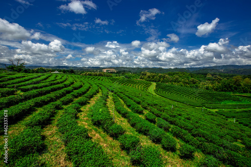 The natural background of the tea plantation and the bright sky surrounding it  the blur of sunlight hitting the leaves and the cool breeze blowing.