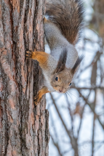 The squirrel sits on a branches in the winter or autumn © Dmitrii Potashkin