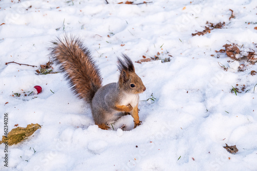 The squirrel in winter sits on white snow. © Dmitrii Potashkin