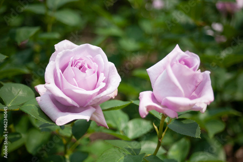 バラ　花名「ブルームーン」　系統「ハイブリッドテイー」　作出「ドイツ　タンタウ」　花色「うすむらさき」