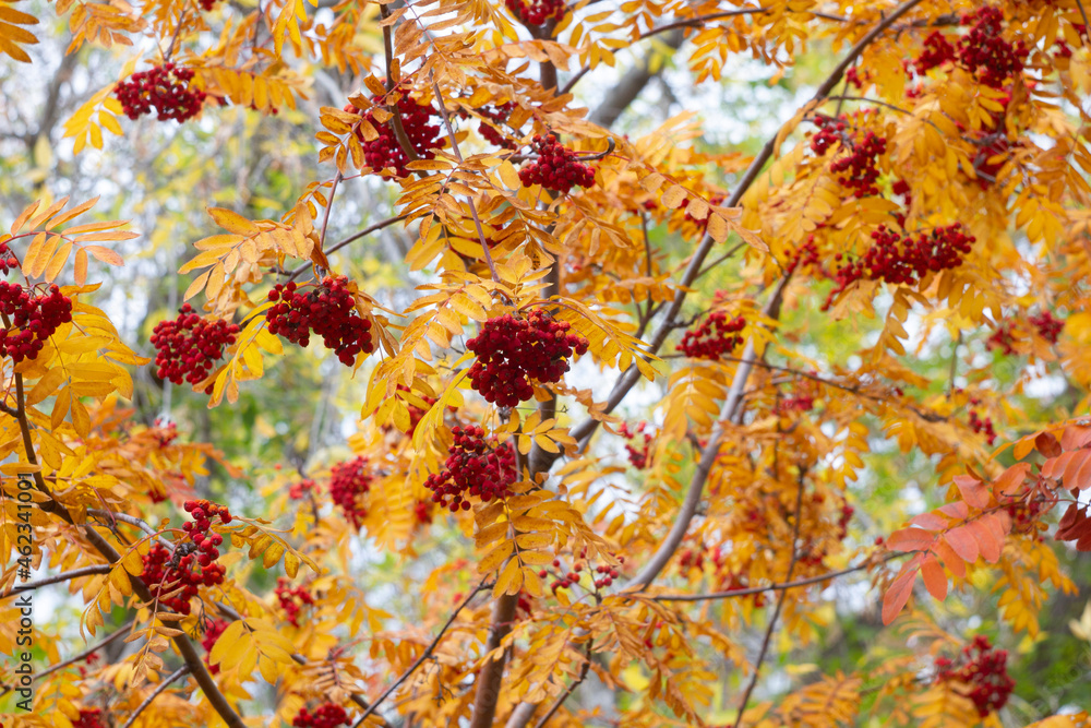 autumn leaves background
