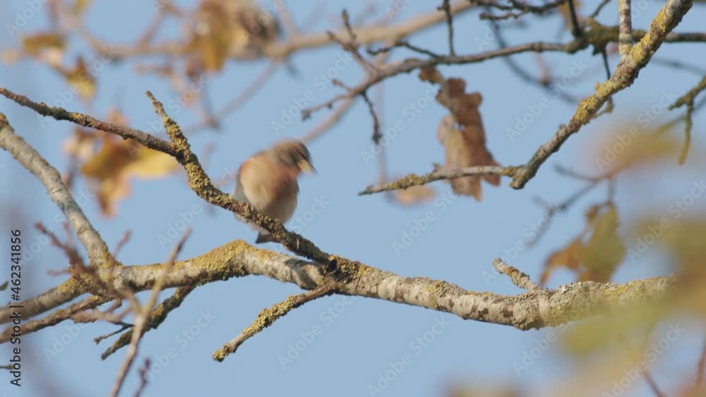 The brambling bird in autumn migration sitting on tree feeding blue background The brambling bird in autumn migration sitting on tree feeding blue background