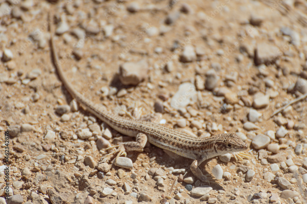 A closeup of a Little lizard lies under a hot rock under the summer sun. The Negev desert, Israel. High quality photo A closeup of a Little lizard lies under a hot rock under the summer sun. The Negev desert, Israel. High quality photo