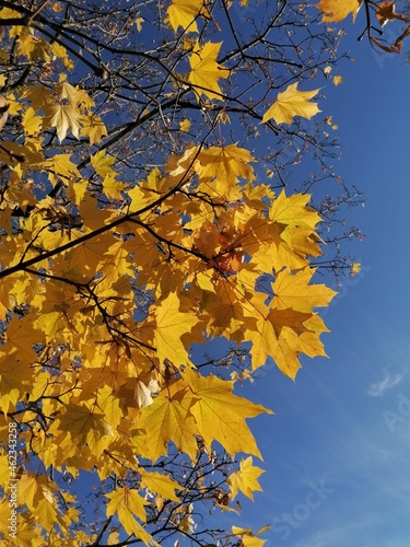 autumn leaves on sky © Демидова Татьяна