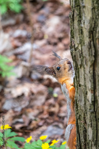 Portrait of a squirrel on a tree trunk