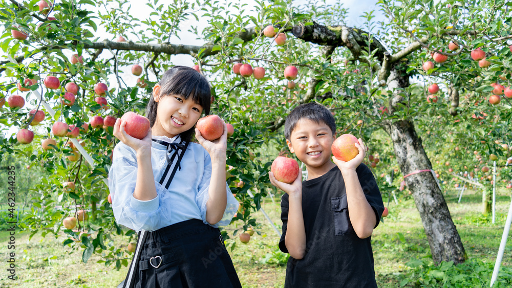 10月にりんご狩りをする小学生の男の子と女の子 Stock Photo Adobe Stock 10月にりんご狩りをする小学生の男の子と女の子 Stock Photo Adobe Stock